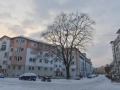 Baum in der Pfeuferstraße  Foto: Ronald Rinklef