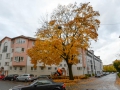Baum in der Pfeuferstraße  Foto: Ronald Rinklef