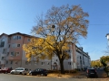 Baum in der Pfeuferstraße  Foto: Ronald Rinklef