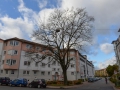 Baum in der Pfeuferstraße  Foto: Ronald Rinklef