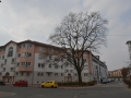 Baum in der Pfeuferstraße  Foto: Ronald Rinklef