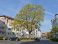 Baum in der Pfeuferstraße  Foto: Ronald Rinklef