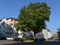 Baum in der Pfeuferstraße  Foto: Ronald Rinklef