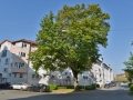 Baum in der Pfeuferstraße  Foto: Ronald Rinklef