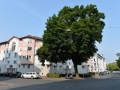 Baum in der Pfeuferstraße  Foto: Ronald Rinklef