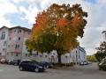 Baum in der Pfeuferstraße  Foto: Ronald Rinklef