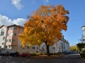 Baum in der Pfeuferstraße  Foto: Ronald Rinklef