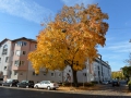 Baum in der Pfeuferstraße  Foto: Ronald Rinklef