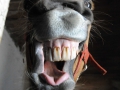 Foto: Ronald Rinklef