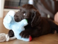 Labradoodle Maggie    Foto:Ronald Rinklef