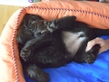 Labradoodle Maggie    Foto:Ronald Rinklef
