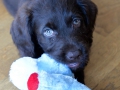 Labradoodle Maggie    Foto:Ronald Rinklef