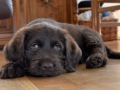 Labradoodle Maggie    Foto:Ronald Rinklef