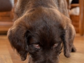 Labradoodle Maggie    Foto:Ronald Rinklef