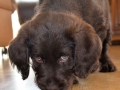 Labradoodle Maggie    Foto:Ronald Rinklef