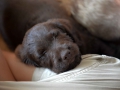 Labradoodle Maggie    Foto:Ronald Rinklef