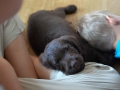 Labradoodle Maggie    Foto:Ronald Rinklef