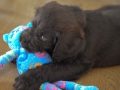 Labradoodle Maggie    Foto:Ronald Rinklef
