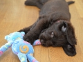 Labradoodle Maggie    Foto:Ronald Rinklef