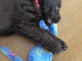 Labradoodle Maggie    Foto:Ronald Rinklef
