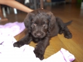 Labradoodle Maggie    Foto:Ronald Rinklef
