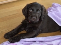 Labradoodle Maggie    Foto:Ronald Rinklef