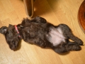 Labradoodle Maggie    Foto:Ronald Rinklef