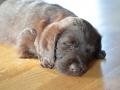 Labradoodle Maggie    Foto:Ronald Rinklef