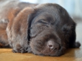 Labradoodle Maggie    Foto:Ronald Rinklef