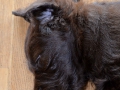Labradoodle Maggie    Foto:Ronald Rinklef