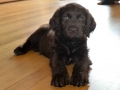 Labradoodle Maggie    Foto:Ronald Rinklef