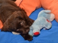 Labradoodle Maggie    Foto:Ronald Rinklef