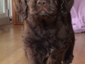 Labradoodle Maggie    Foto:Ronald Rinklef