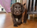 Labradoodle Maggie    Foto:Ronald Rinklef