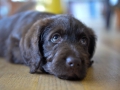 Labradoodle Maggie    Foto:Ronald Rinklef