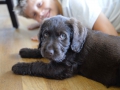 Labradoodle Maggie    Foto:Ronald Rinklef