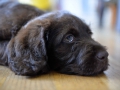 Labradoodle Maggie    Foto:Ronald Rinklef