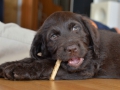 Labradoodle Maggie    Foto:Ronald Rinklef