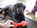 Labradoodle Maggie  Foto:Ronald Rinklef