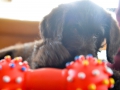 Labradoodle Maggie  Foto:Ronald Rinklef