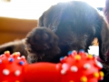 Labradoodle Maggie  Foto:Ronald Rinklef