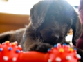 Labradoodle Maggie  Foto:Ronald Rinklef