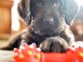 Labradoodle Maggie  Foto:Ronald Rinklef