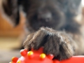 Labradoodle Maggie  Foto:Ronald Rinklef