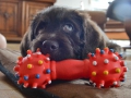 Labradoodle Maggie  Foto:Ronald Rinklef