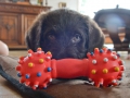 Labradoodle Maggie  Foto:Ronald Rinklef