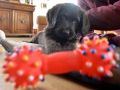Labradoodle Maggie  Foto:Ronald Rinklef