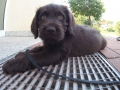 Labradoodle Maggie  Foto:Ronald Rinklef