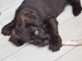 Labradoodle Maggie  Foto:Ronald Rinklef