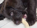 Labradoodle Maggie  Foto:Ronald Rinklef